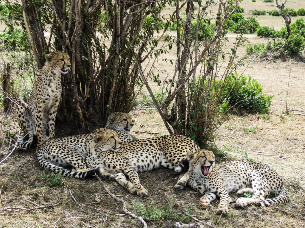 First Leopard Cubs Born in Captivity in Peru Climb Trees, Greet Zoo Visitors