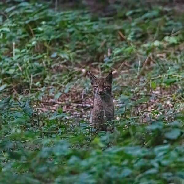 First Leopard Cubs Born in Captivity in Peru Climb Trees,…